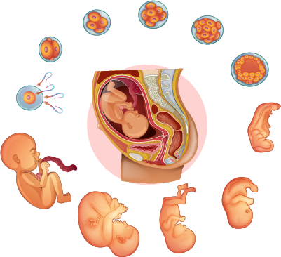 sự phát triển của thai nhi olm
